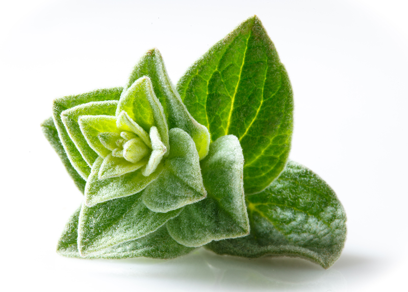 Oil of Oregano - Properties and Uses